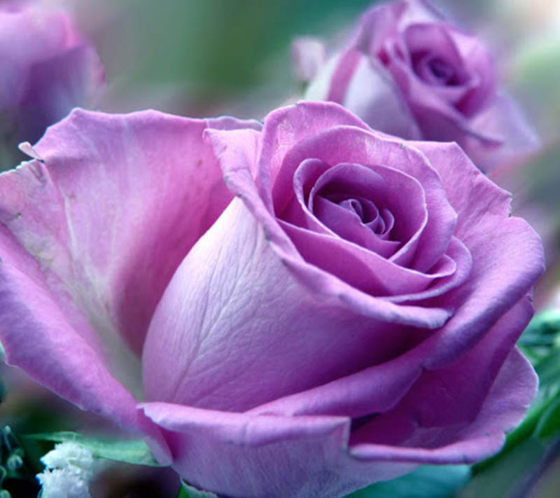 Hoa hồng tím - Biểu tượng tình yêu vĩnh cửu 