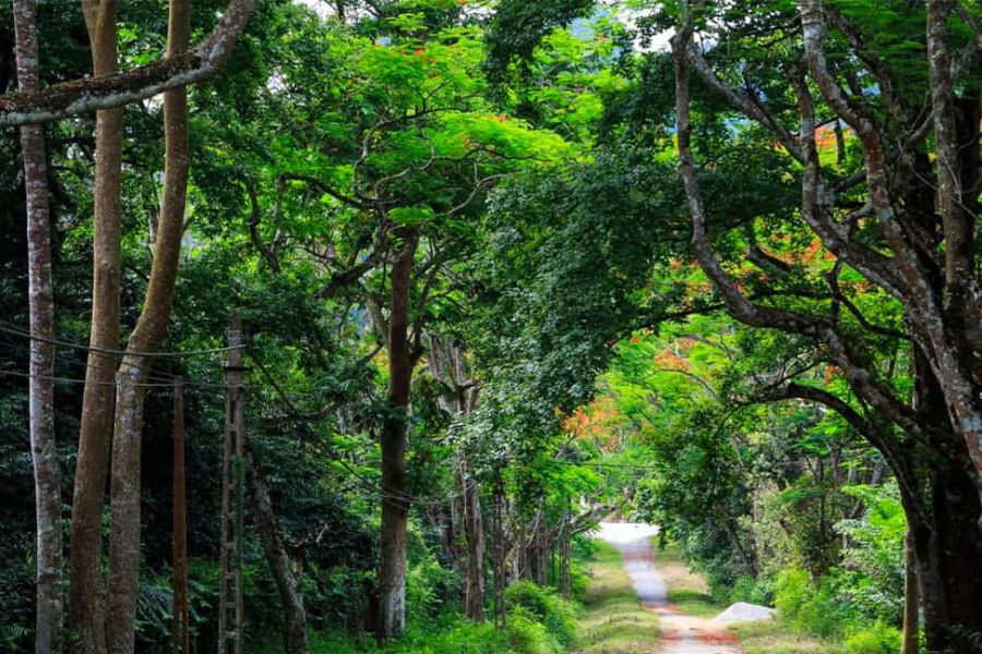 Sbobetsilo.com trồng 10.000 cây chò chỉ tại vườn quốc gia Cúc Phương